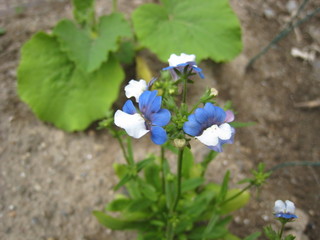 20110618085543.jpg