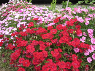 20110618085737.jpg