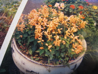 IMG_8959.jpg