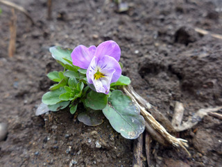 P1000858.jpg