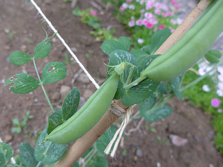 P1030200.JPG