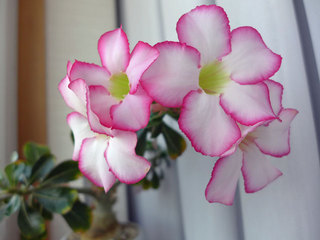 P1150026.JPG