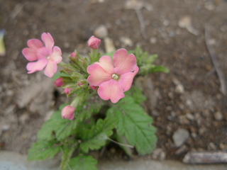 P1270141.JPG